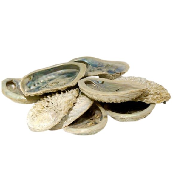 ABALONE SMALL (9/pk) - Picture 1 of 1